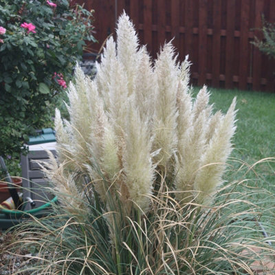 Pampas Grass 'Pumila' - White Cortaderia Plant in 2 Litre Pot - 35-45cm High - 4