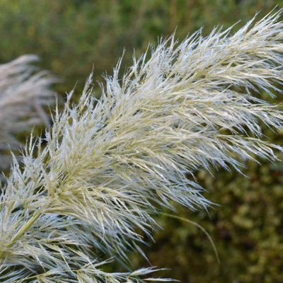 Pampas Grass 'Pumila' - White Cortaderia Plant in 2 Litre Pot - 35-45cm High - 5