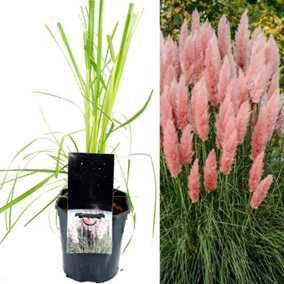 Pampas Grass 'Rosea' - Pink Cortaderia Plant in 2 Litre Pot - 35-45cm High