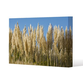 Pampus Grass (Canvas Print) / 101 x 77 x 4cm