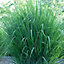 Panicum Northwind Garden Plant - Ornamental Grass, Compact Size (20-30cm Height Including Pot)