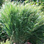 Panicum Northwind Garden Plant - Ornamental Grass, Compact Size (20-30cm Height Including Pot)