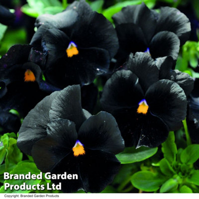 Pansy Atlas Black Hardy Perennial - 24 Plants