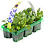 Pansy Azure Blue Bedding Plants - Striking Blooms (6 Pack)