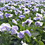 Pansy Azure Blue Bedding Plants - Striking Blooms (6 Pack)