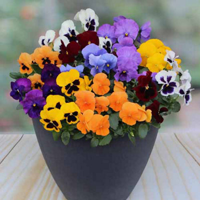 Pansy 'Colourburst' 60 Plug Plants