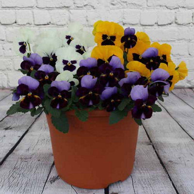 Pansy 'Colourburst' 60 Plug Plants