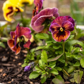 Pansy Compact Warm Purple 1 Seed Packet