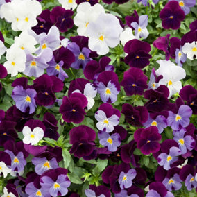 Pansy Cool Wave Berries & Cream Mix, Pack of 10 Garden Ready Plants, Early Spring Flowering