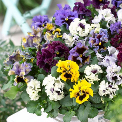 Pansy Frizzle Sizzle Mixed Colours 48 x Garden Ready Plants - Vibrant ...