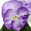 Pansy Lavender Bedding Plants - Serene Blooms (6 Pack)
