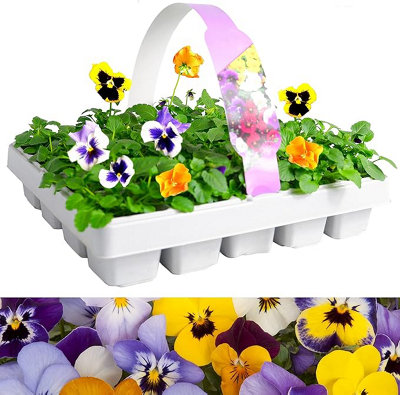 Pansy 'Matrix' Mix 20 Pack - Large Plants in A Mix of Colours - Great Value Pansys Plants - Explosive Colours of Pansys