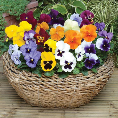 Pansy 'Matrix' Mix 20 Pack - Large Plants in A Mix of Colours - Great Value Pansys Plants - Explosive Colours of Pansys