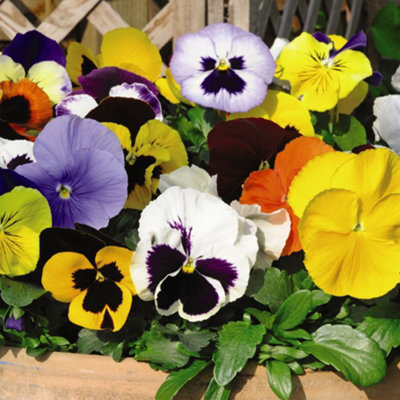 Pansy Matrix Mix Garden Ready - 30 Plants