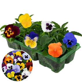 Pansy Mixed Bedding Plants - Vibrant Variety (6 Pack)