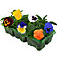 Pansy Mixed Bedding Plants - Vibrant Variety (6 Pack)