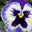 Pansy Ocean Breeze Bedding Plants - Tranquil Blooms (6 Pack)