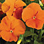 Pansy Orange Bedding Plants - Vibrant Citrus Blooms (6 Pack)