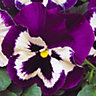 Pansy Purple and White Bedding Plants - Contrasting Blooms (6 Pack)