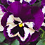 Pansy Purple and White Bedding Plants - Contrasting Blooms (6 Pack)