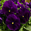 Pansy Purple Bedding Plants - Royal Blooms (6 Pack)