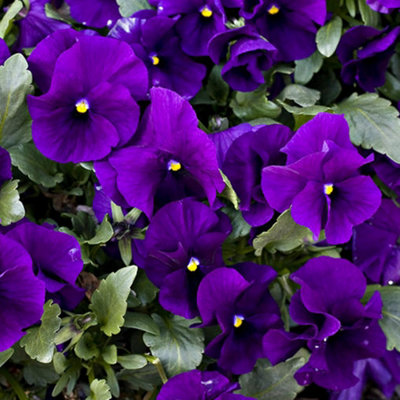 Pansy Purple Bedding Plants - Royal Blooms (6 Pack)