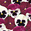 Pansy Raspberry Sundae Bedding Plants - Delicious Blooms (6 Pack)