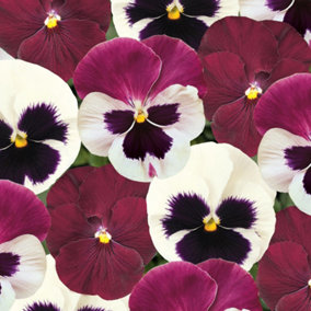 Pansy Raspberry Sundae Bedding Plants - Delicious Blooms (6 Pack)