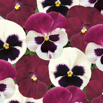 Pansy Raspberry Sundae Colourful Flowering Garden Ready Bedding Plants 6 Pack