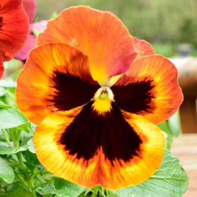 Pansy Solar Flare Colourful Flowering Garden Ready Bedding Plants 6 Pack