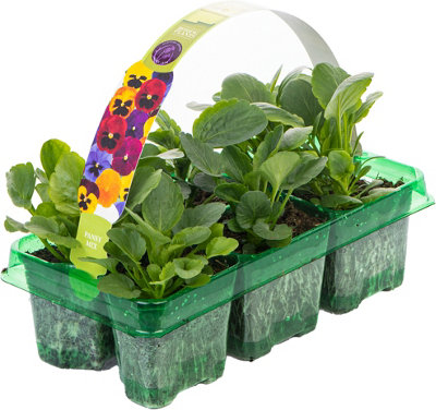 Pansy Spring Select Mix Garden Ready Bedding Plants for Pots Containers ...