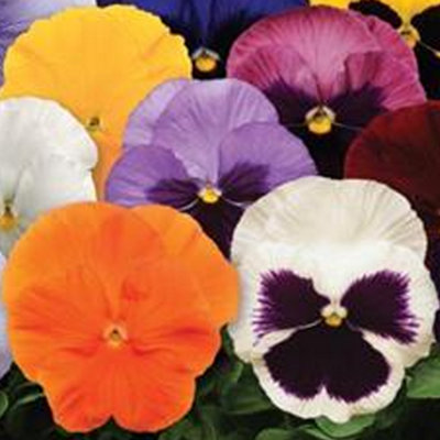 Pansy Spring Select Mix Garden Ready Bedding Plants for Pots Containers ...