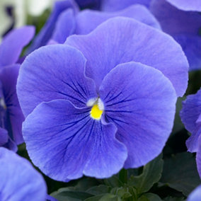 Pansy True Blue Bedding Plants - Vibrant Blooms (6 Pack)