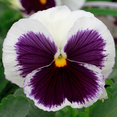 Pansy White Blotch Bedding Plants - Elegant Blooms (6 Pack)
