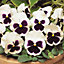 Pansy White Blotch Bedding Plants - Elegant Blooms (6 Pack)