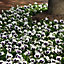 Pansy White Blotch Bedding Plants - Elegant Blooms (6 Pack)
