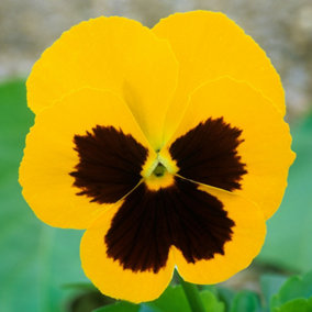 Pansy Yellow Blotch Bedding Plants - Sunny Blooms (6 Pack)