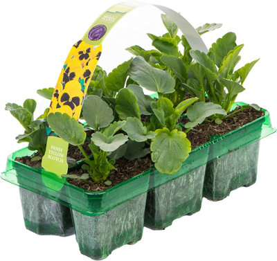 Pansy Yellow Blotch Bedding Plants - Sunny Blooms (6 Pack)