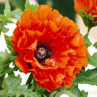 Papaver Eye Catcher 9 x Bare Root - Bold bicolour poppies for summer colour