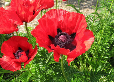 Papaver orientale Brilliant Oriental Poppy Plants 6 Plug Plants