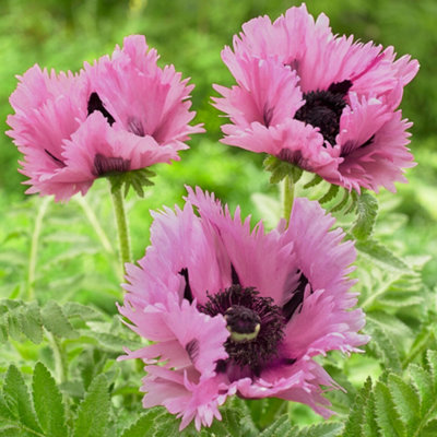 Papaver Pink Perfection Garden Plant - Delicate Pink Blooms, Compact ...