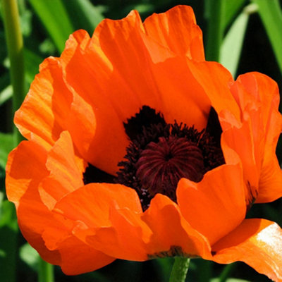 Papaver Prince Of Orange 6 x Bare Root - Bright orange poppy blooms