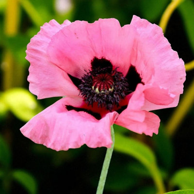 Papaver Raspberry Queen Bare Root - Soft pink poppies with ruffled petals