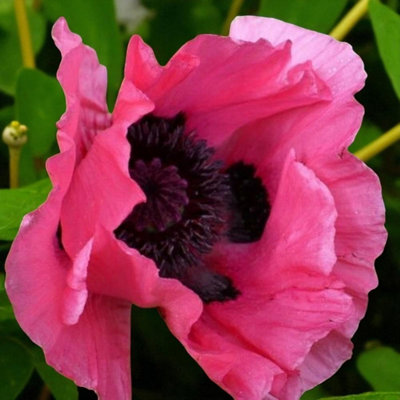 Papaver Raspberry Queen Bare Root - Soft pink poppies with ruffled petals