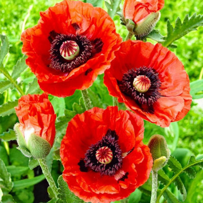 Papaver Rembrandt Bare Root - Rich Red Remembrance Poppy