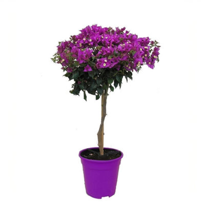 paper-flower-bougainvillea-