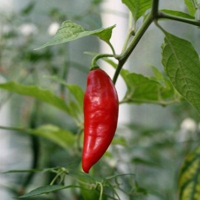 Paper Lantern Hot Chilli Pepper Seeds Ornamental & Culinary Easy