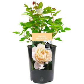 Paper Wedding 1st Anniversary White Rose - Outdoor Plant, Ideal for Gardens, Compact Size
