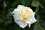 Paper Wedding Rose Bush Gift Wrapped - 1st Wedding Anniversary Plant