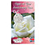 Paper Wedding Rose Bush Gift Wrapped - 1st Wedding Anniversary Plant